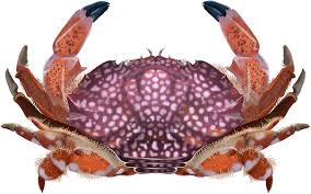 Attēlu rezultāti vaicājumam “Lophozia capitata”