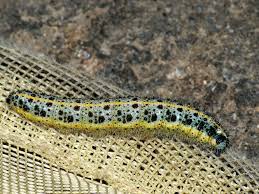 Attēlu rezultāti vaicājumam “Pieris brassicae larva”