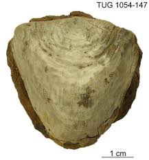 Attēlu rezultāti vaicājumam “Gortyna flavago”