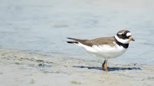 Attēlu rezultāti vaicājumam “Charadrius hiaticula”