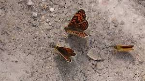 Attēlu rezultāti vaicājumam “Mellicta athalia underside”