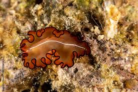 Attēlu rezultāti vaicājumam “Plathelminthes”