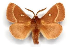 Attēlu rezultāti vaicājumam “Lasiocampa trifolii male”