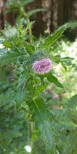 Attēlu rezultāti vaicājumam “Enteridium corticatum sessile”