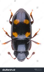 Attēlu rezultāti vaicājumam “Glischrochilus quadripunctatus”