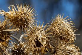 Attēlu rezultāti vaicājumam “Arctium tomentosum fruit”