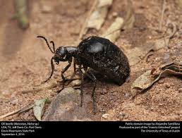 Attēlu rezultāti vaicājumam “Meloe sp.”