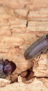 Attēlu rezultāti vaicājumam “Anobiidae”