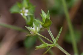 Attēlu rezultāti vaicājumam “Arenaria serpyllifolia”