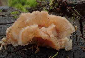 Attēlu rezultāti vaicājumam “Phlebia serialis”