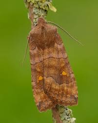 Attēlu rezultāti vaicājumam “Phalera bucephala”