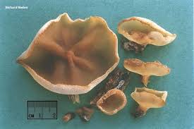 Attēlu rezultāti vaicājumam “Peziza repanda”