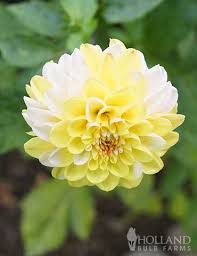 Image result for Dahlia x pinnata `Pompon Lilliput`