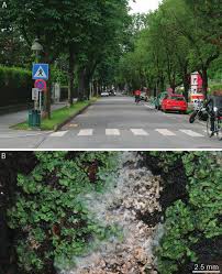 Attēlu rezultāti vaicājumam “Athelia arachnoidea”