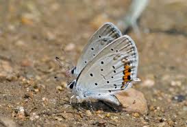 Attēlu rezultāti vaicājumam “Everes argiades”