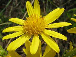 Attēlu rezultāti vaicājumam “Jacobaea vulgaris”