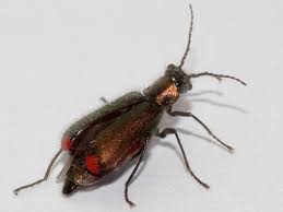 Attēlu rezultāti vaicājumam “Malachius bipustulatus”