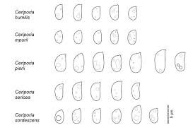 Attēlu rezultāti vaicājumam “Ceriporia excelsa”