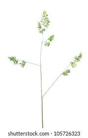 Attēlu rezultāti vaicājumam “Dactylis polygama”