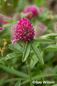 Attēlu rezultāti vaicājumam “Trifolium alpestre flower”