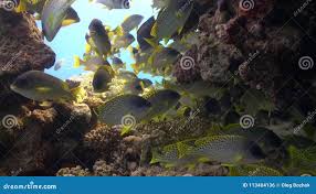 Image result for Pomadasys commersonnii