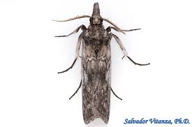 Attēlu rezultāti vaicājumam “Pyralididae”