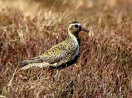 Attēlu rezultāti vaicājumam “Pluvialis apricaria”