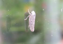 Attēlu rezultāti vaicājumam “Paramesus obtusifrons”