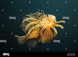 Image result for Pterois miles