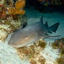 Image result for Ginglymostoma cirratum