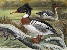 Attēlu rezultāti vaicājumam “Mergus serrator”