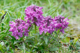 Attēlu rezultāti vaicājumam “Pedicularis palustris fruit”