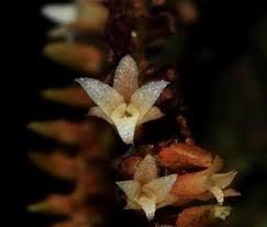 Attēlu rezultāti vaicājumam “Campylopus pyriformis sporophyte”