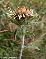 Attēlu rezultāti vaicājumam “Carlina biebersteinii fruit”