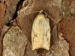 Attēlu rezultāti vaicājumam “Acleris aspersana”