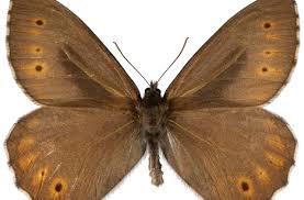 Attēlu rezultāti vaicājumam “Oeneis jutta”