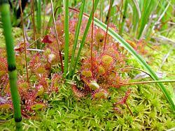 Attēlu rezultāti vaicājumam “Drosera rotundifolia flower”