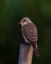 Attēlu rezultāti vaicājumam “Muscicapa striata adult”