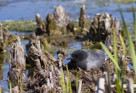 Attēlu rezultāti vaicājumam “Chlidonias niger eggs”