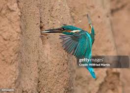 Attēlu rezultāti vaicājumam “Alcedo atthis nest”