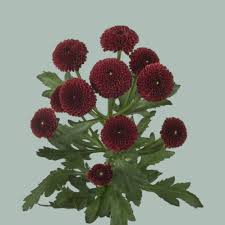 Image result for Chrysanthemum sebatense