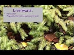 Attēlu rezultāti vaicājumam “Ptilidium pulcherrimum”