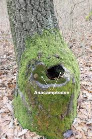 Attēlu rezultāti vaicājumam “Callicladium haldanianum sporophyte”