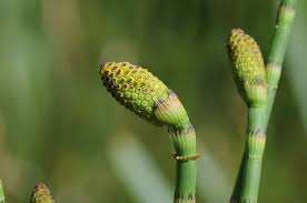 Attēlu rezultāti vaicājumam “Equisetum fluviatile”