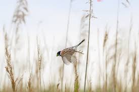 Attēlu rezultāti vaicājumam “Emberiza schoeniclus nest”