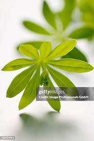 Attēlu rezultāti vaicājumam “Rubiaceae”