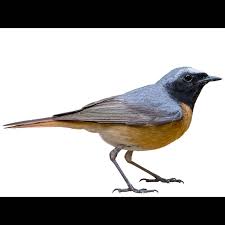 Attēlu rezultāti vaicājumam “Phoenicurus phoenicurus”