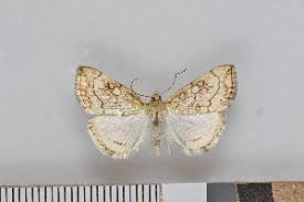 Attēlu rezultāti vaicājumam “Evergestis pallidata”