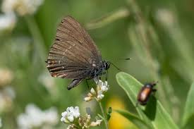 Attēlu rezultāti vaicājumam “Satyrium ilicis underside”