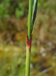 Attēlu rezultāti vaicājumam “Eriophorum angustifolium”
